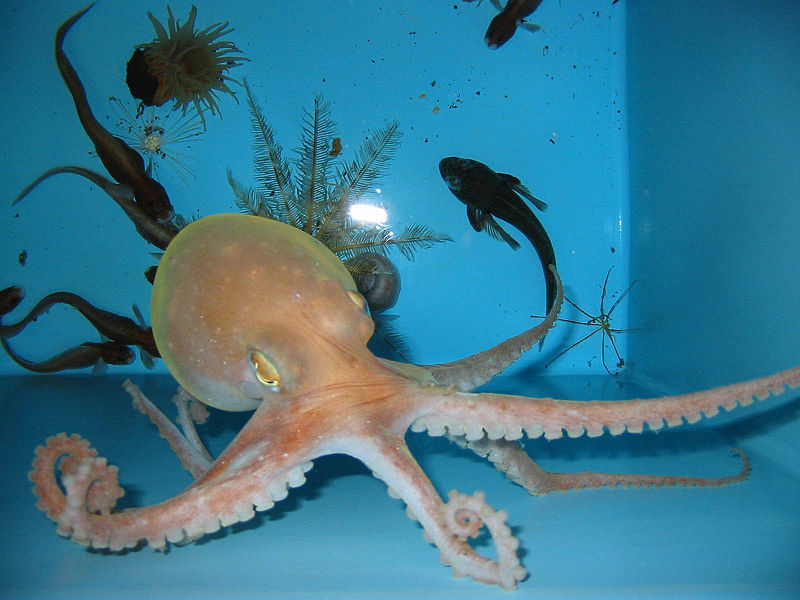 File:Octopus2.jpg